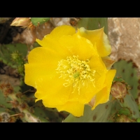 Opuntia Haematocarpa (fam Cactacees) (Sud des USA) (04)